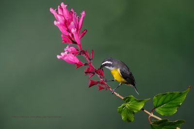 Bananaquit - Coereba flaveola