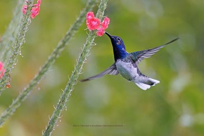 White-necked Jacobin - Florisuga mellivora