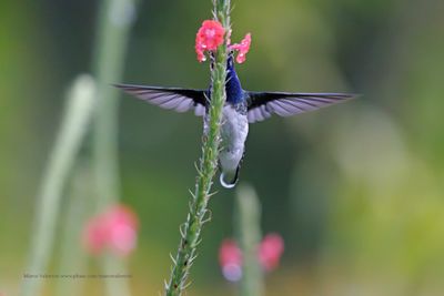 White-necked Jacobin - Florisuga mellivora