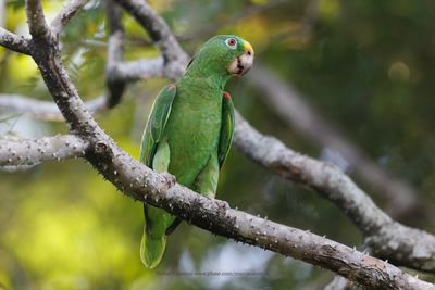 Yellow-crowned parrot - Amazona ochrocephala