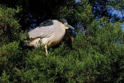 Night Heron - Nycticorax nyctocorax