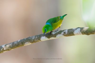 Blue-naped Chlorophonia - Chlorophonia cyanea