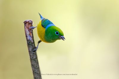 Blue-naped Chlorophonia - Chlorophonia cyanea