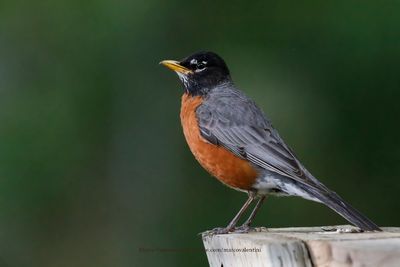 American Robin - Turdus migratorius