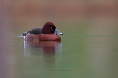 Ferruginous Duck - Aythya nyroca