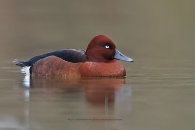 Ferruginous Duck - Aythya nyroca