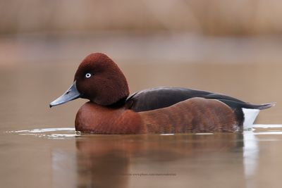 Ferruginous Duck - Aythya nyroca