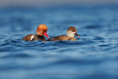 Red-crested Pochard - Netta rufina