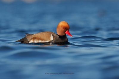 Red-crested Pochard - Netta rufina