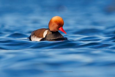 Red-crested Pochard - Netta rufina