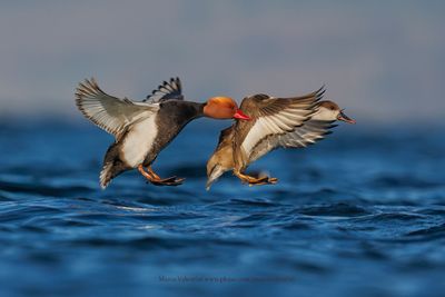 Red-crested Pochard - Netta rufina