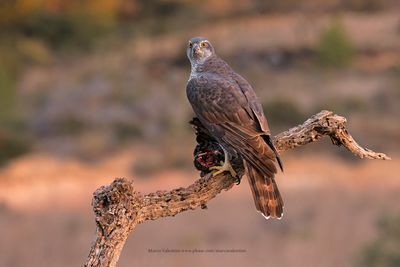 Northern Goshawk - Accipiter gentilis