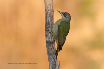 Iberian Green Woodpecker - Picus sharpei