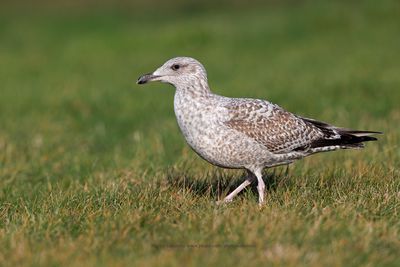 Herring Gull - Larus argentatus