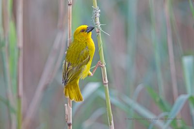 Yellow Weaver - Ploceus subaureus
