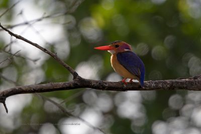 African Pigmy Kingfisher - Ispidina picta