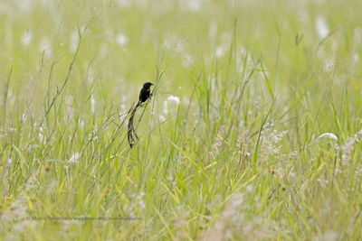 Red-collared Widowbird - Euplectes ardens