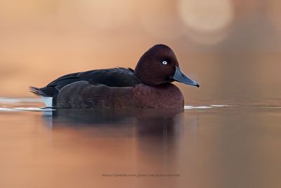 Ferruginous Duck - Aythya nyroca