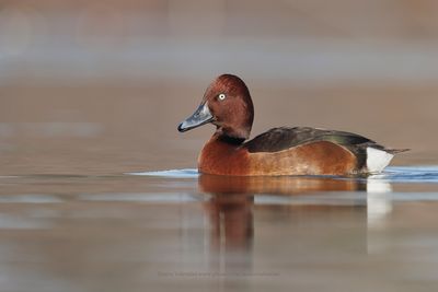 Ferruginous Duck - Aythya nyroca