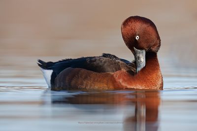 Ferruginous Duck - Aythya nyroca