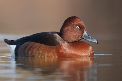 Ferruginous Duck - Aythya nyroca