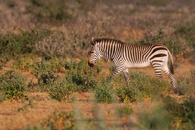 Mountain Zebra - Equus zebra