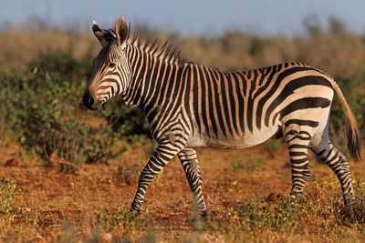 Mountain Zebra - Equus zebra