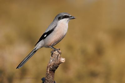 Southern Grey shrike - Lanius meridionalis