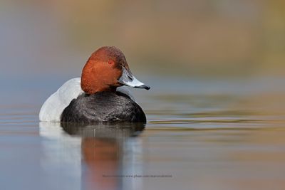Common pochard - Aythya ferina
