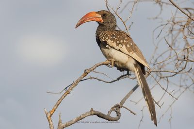 Monteiro's Hornbill - Tockus monteiri