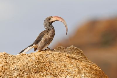 Monteiro's Hornbill - Tockus monteiri
