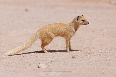 Yellow Mongoose - Cynictis penicillata