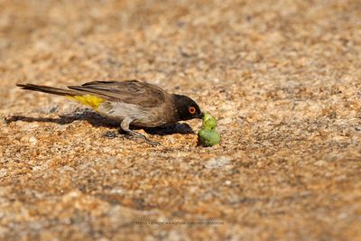 African red-eyed bulbul - Pycnonotus nigricans