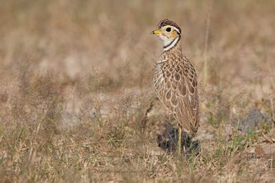 Three-banded Courser - Rhinoptilus cinctus