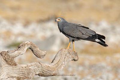 African Harrier Hawk - Polyboroides typus