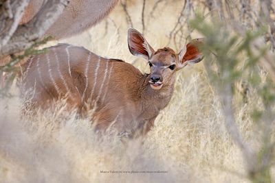 Greater Kudu - Tragelaphus strepsiceros