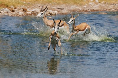 Kalahari Springbok - Antidorcas hofmeyri