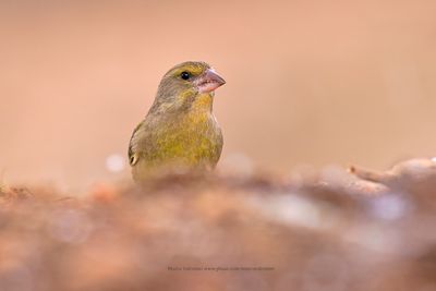 Greenfinch - Carduelis chloris