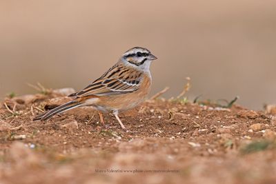 Rock Bunting - Emberiza cia