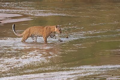Leopard - Panthera pardus