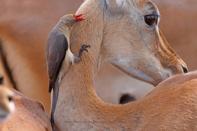 Red-billed Oxpecker - Buphagus erythrorhynchus