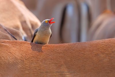 Red-billed Oxpecker - Buphagus erythrorhynchus