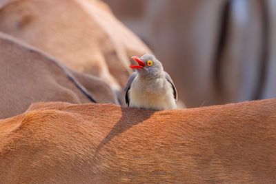 Red-billed Oxpecker - Buphagus erythrorhynchus