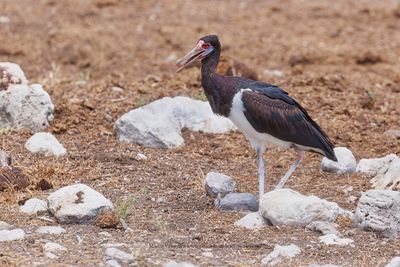 Abdim's Stork - Ciconia abdimii