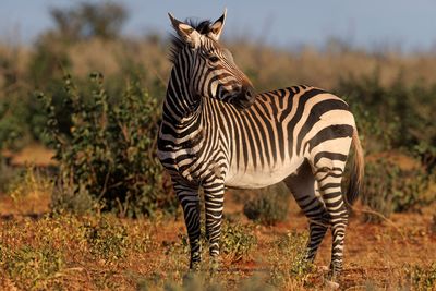 Mountain Zebra - Equus zebra