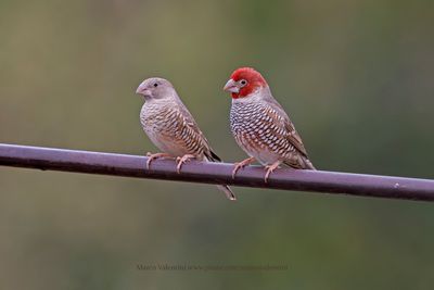 Red-headed Finch - Amadina erythrocephala