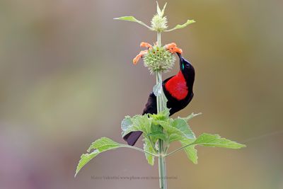 Scarlet-chested Sunbird - Chalcolitra senegalensis