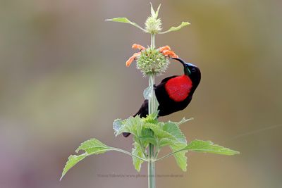 Scarlet-chested Sunbird - Chalcolitra senegalensis