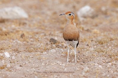 Burchell's Courser - Cursorius rufus