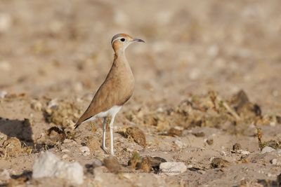 Burchell's Courser - Cursorius rufus